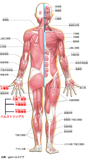 人間の筋肉の図、ハムストリングスと大臀筋の位置